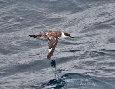 Greater Shearwater-10.tif