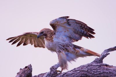 Red-tailed Hawk 23.tif