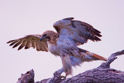 Short-tailed Hawk