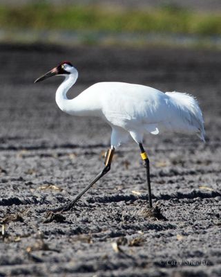 Whooping Crane-1.tif