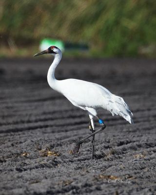 Whooping Crane-2.tif
