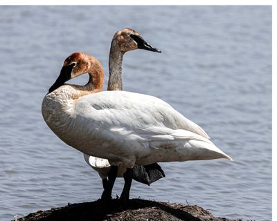 Trumpter Swans.tif