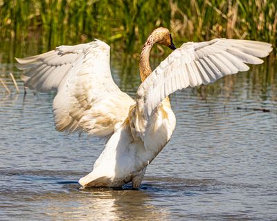 Trumpter Swan-2.tif