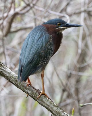 Green Heron