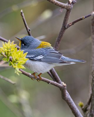 Northern Parula Warbler