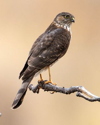 Cooper's Hawk