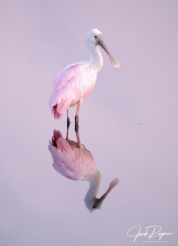 Pretty in pink