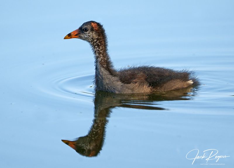 Juvy swimming