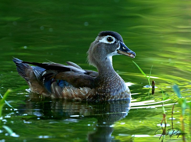 Ms. Wood duck!