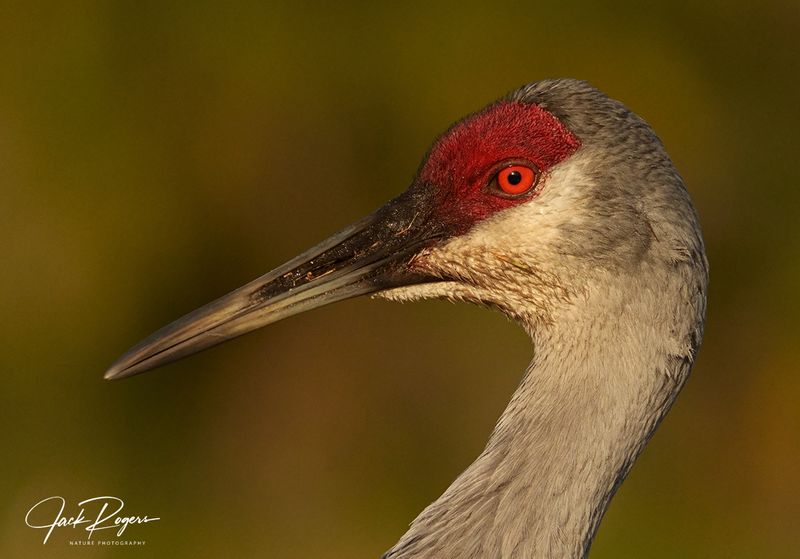 Sandhill Crane portrait