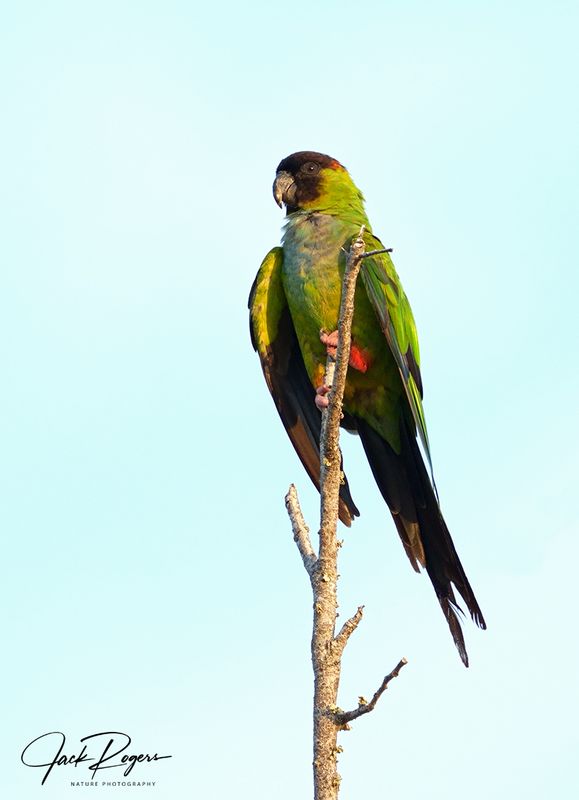 Nanday Parakeet