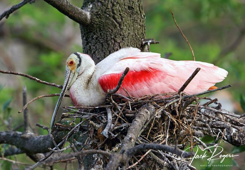 Nesting