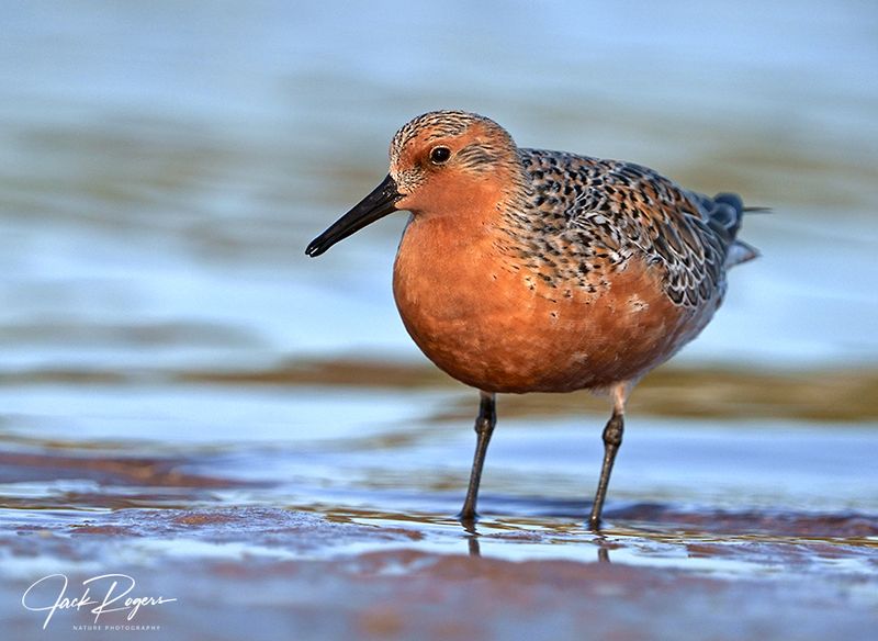 Red Knot