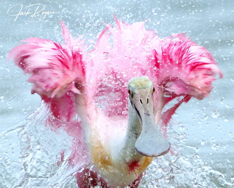 Splashin