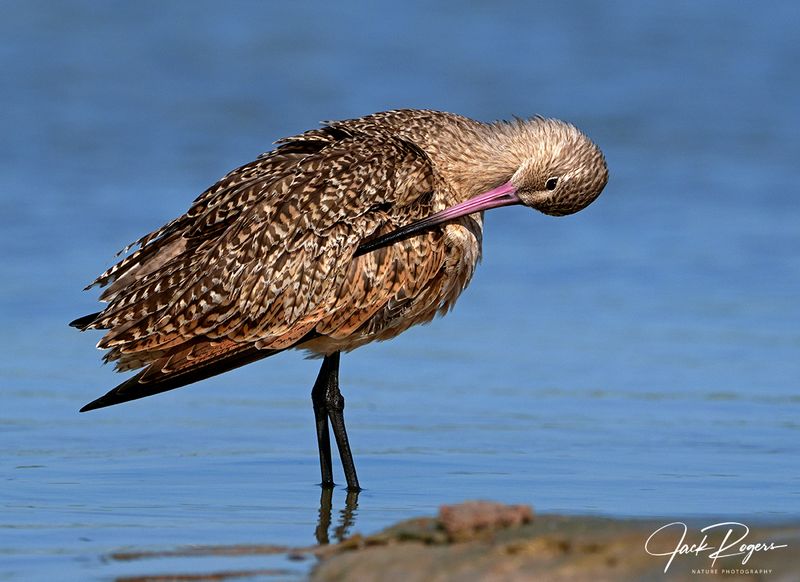Preening