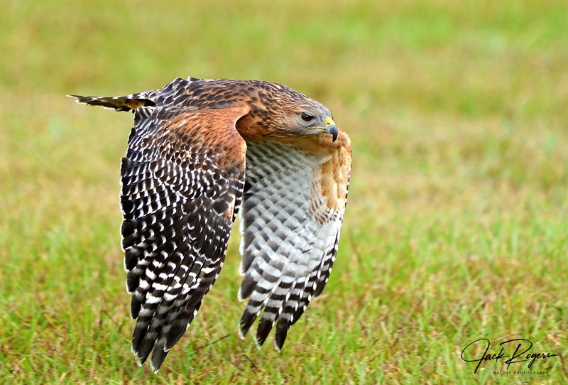 Flight!