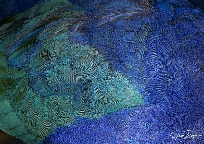 Swamphen plumage