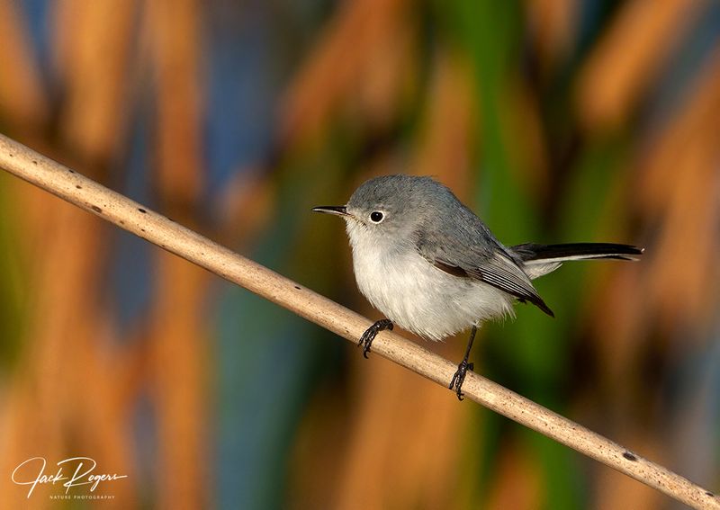 Blue gray gnatcatcher