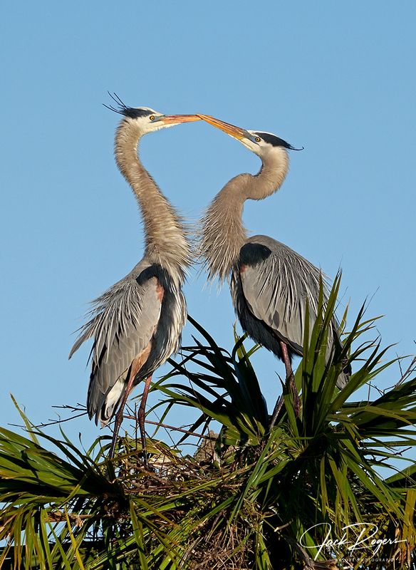 Lovebirds