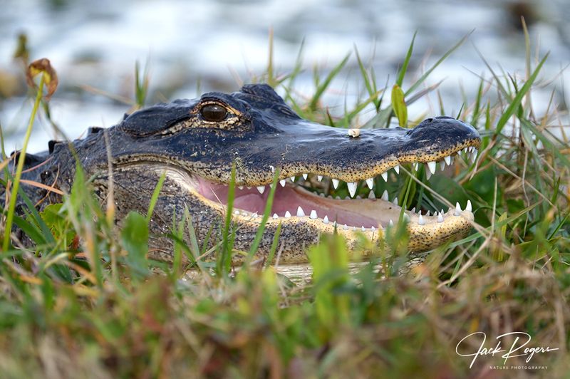 Gator in the grass