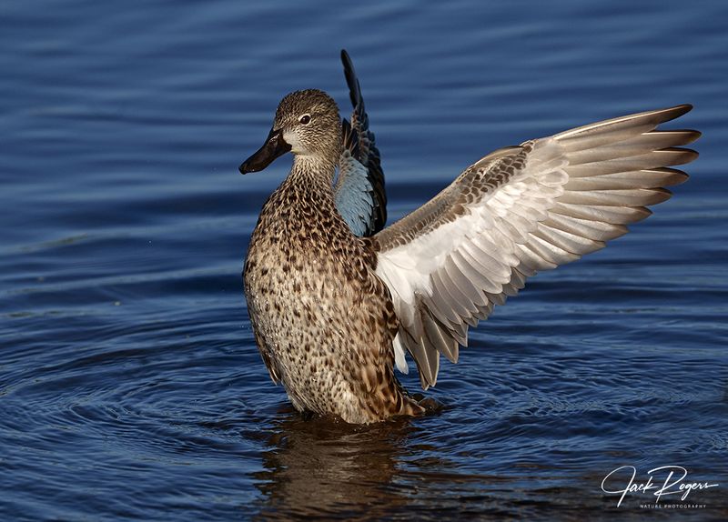 Ms Blue Wing flapping