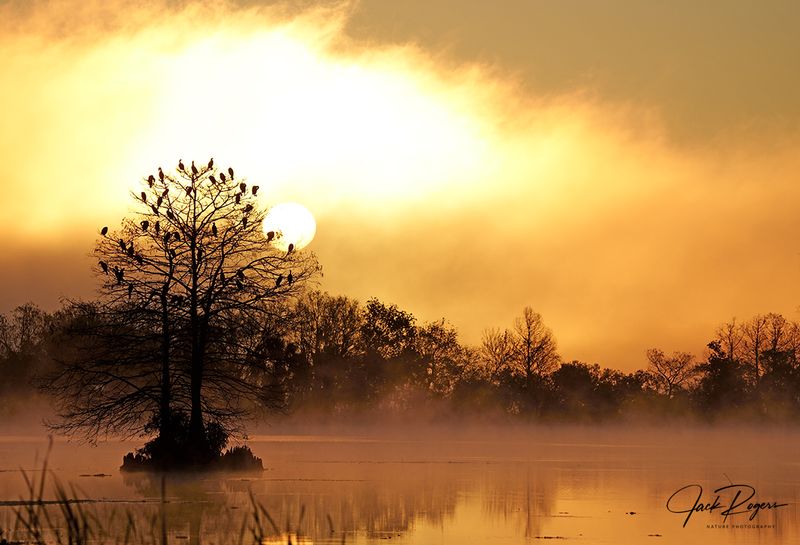 Misty morning at the Wetlands