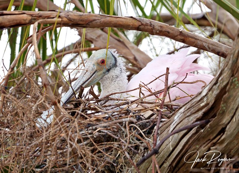 Sitting on eggs