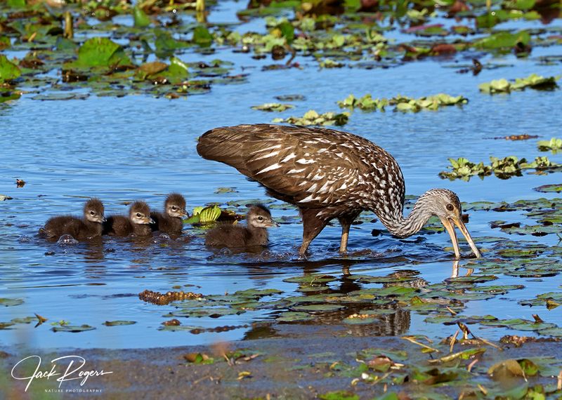 Moms got lots of mouths to feed!