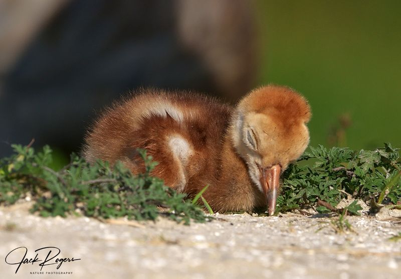 Nap time!