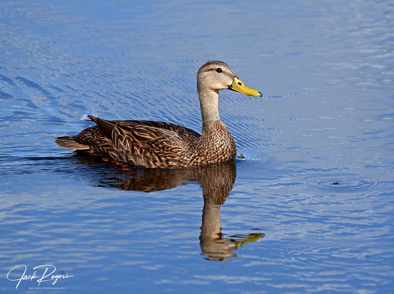 Mottled Duck