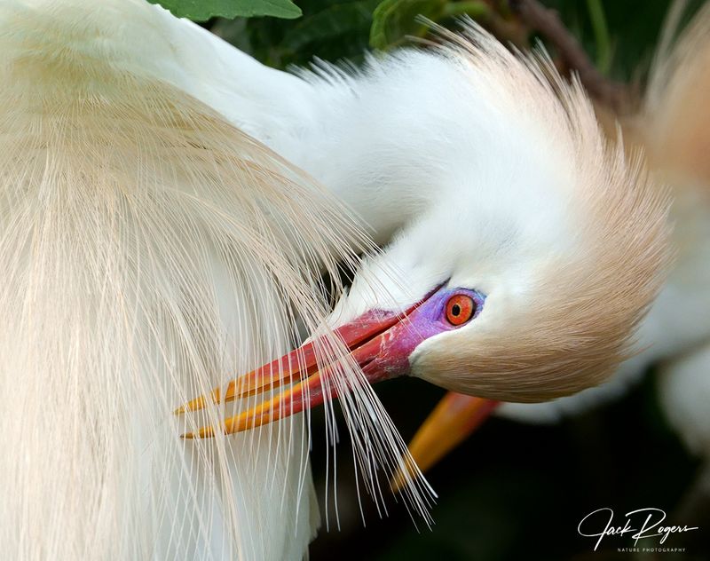 Preening in breeding plumage
