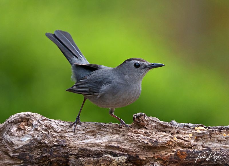 Gray Catbird