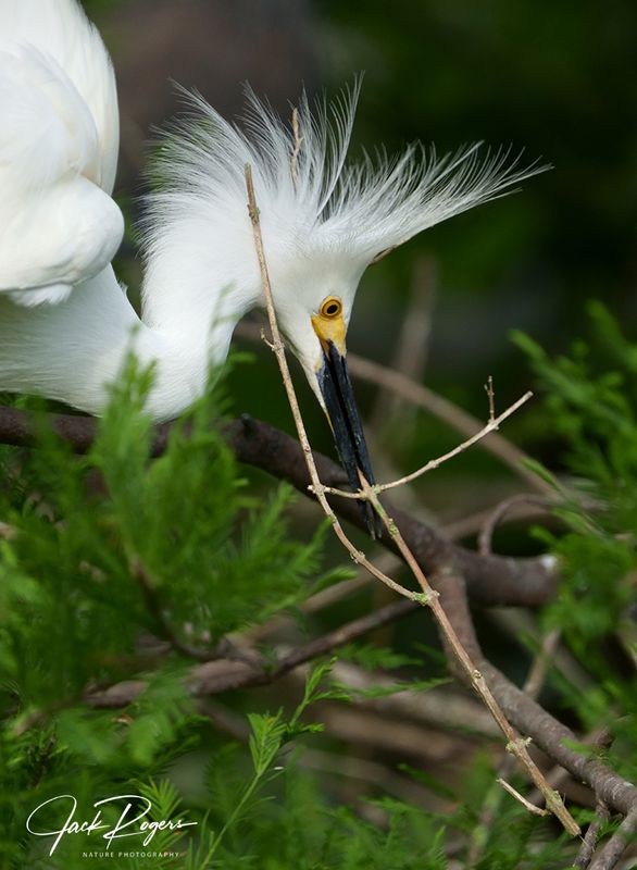 Bird at work