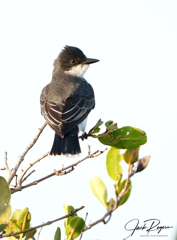 Eastern Kingbird