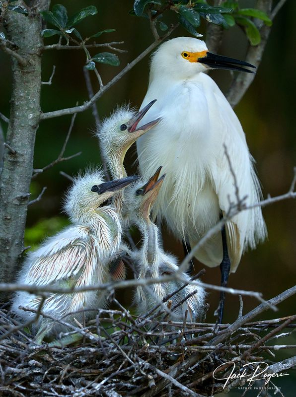 Something tells me the chicks are hungry