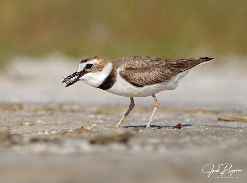 Did I mention that Plovers love crab?