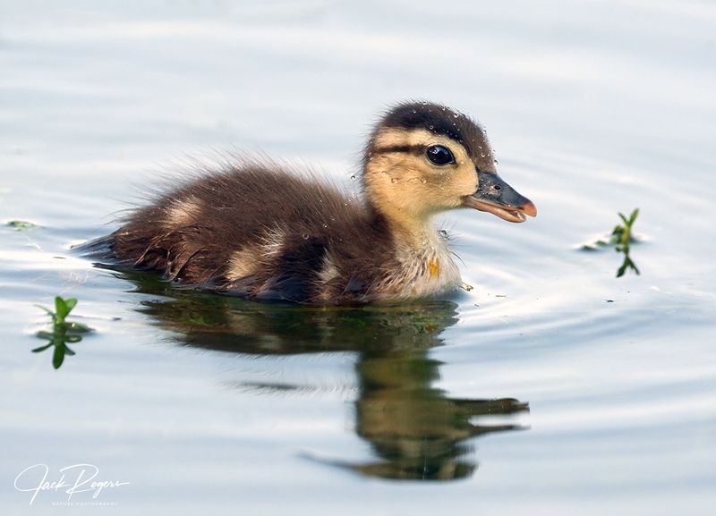 Wood duckling