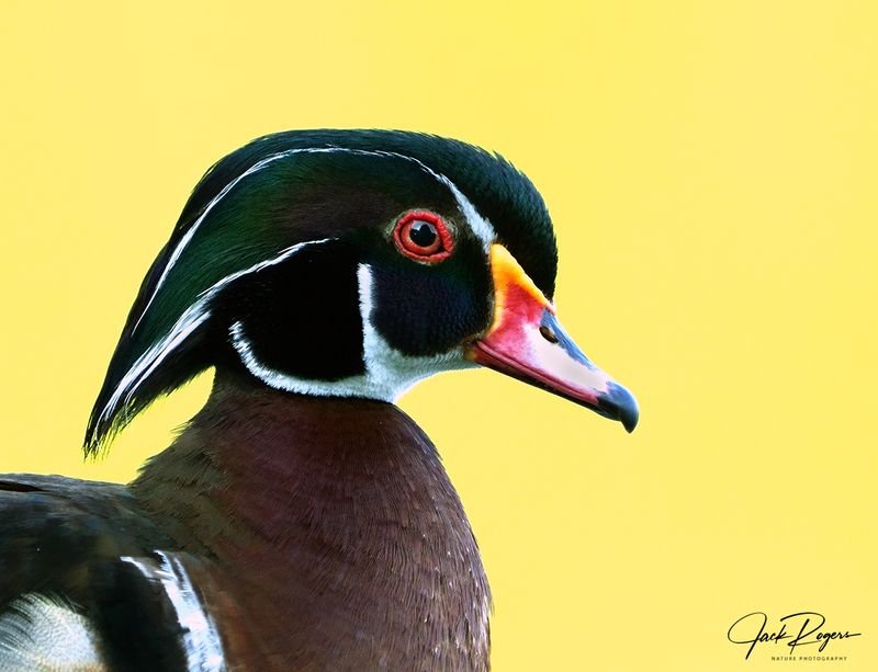 Portrait of Woodie!
