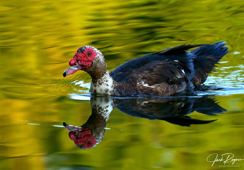 On golden pond!