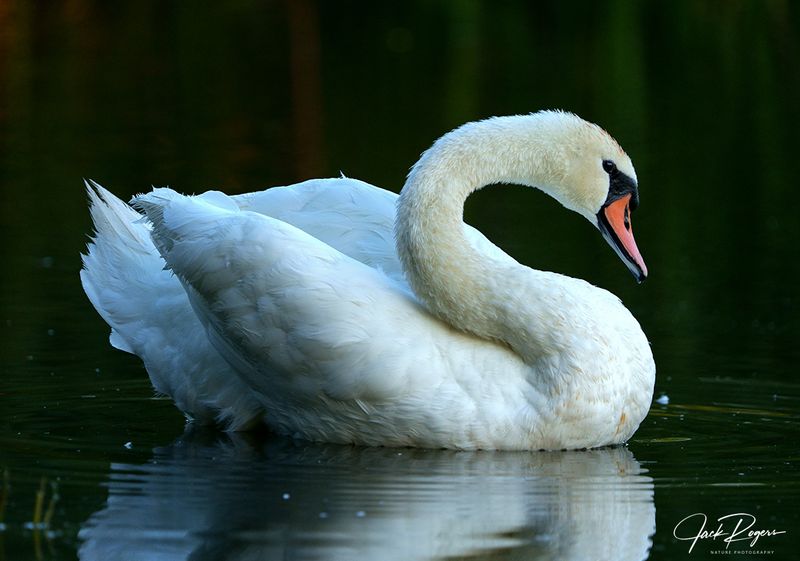 Mute Swan