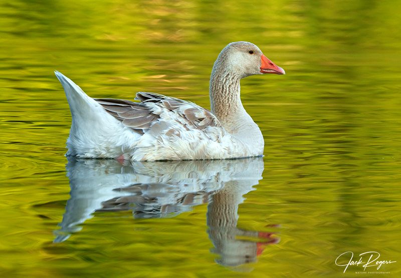 Juvenile Chinese Goose