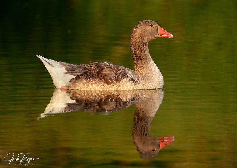 Juvenile Chinese Goose II