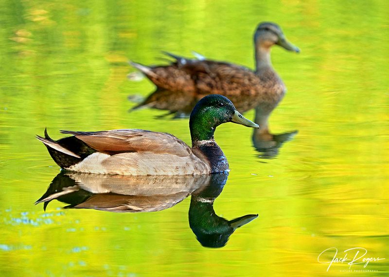 Pair of Mallards