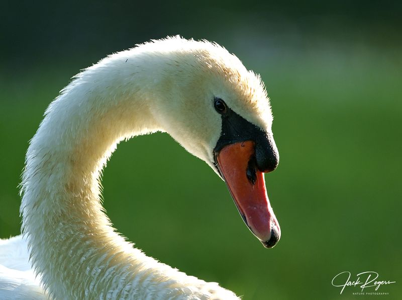 Up close and beautiful!