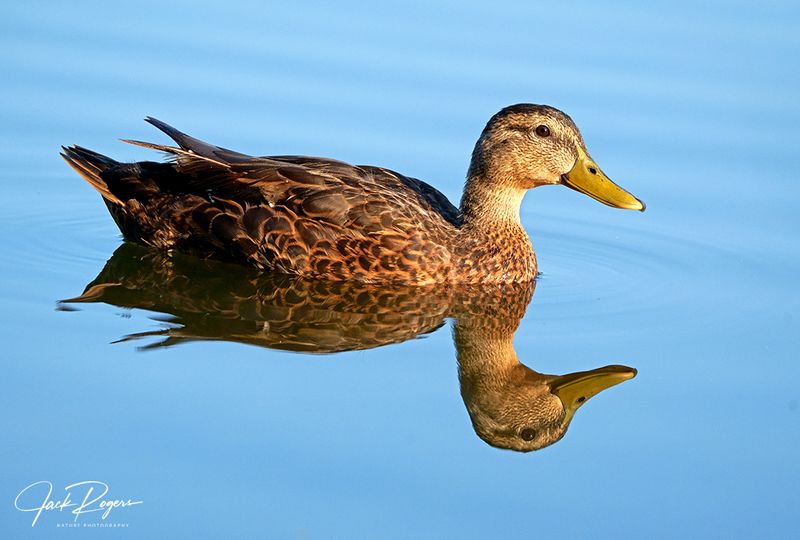 Ms. Mallard
