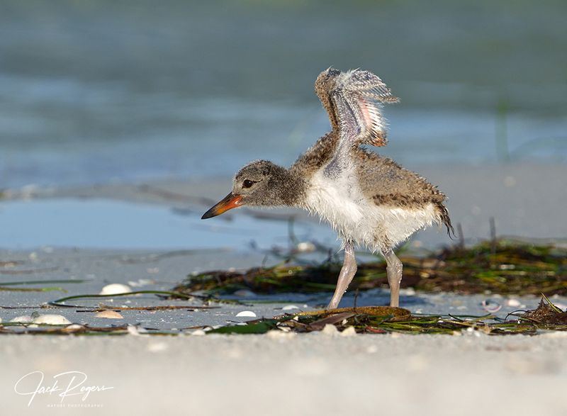 Stretching those young wings!