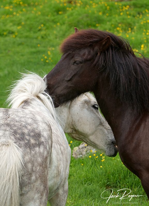 Mutual grooming