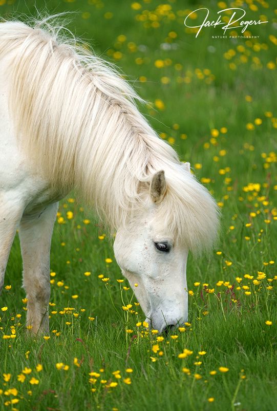 Peacefullly grazing