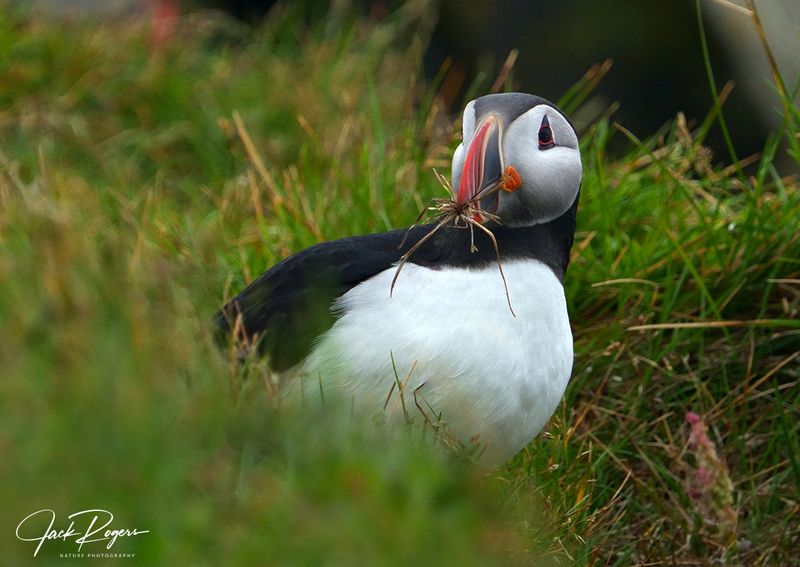 Collecting nesting materials