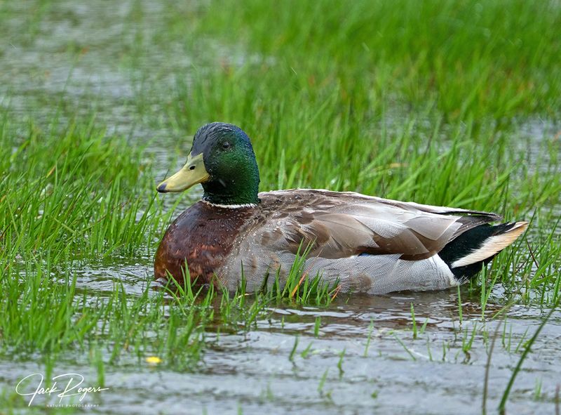 Mallard drake